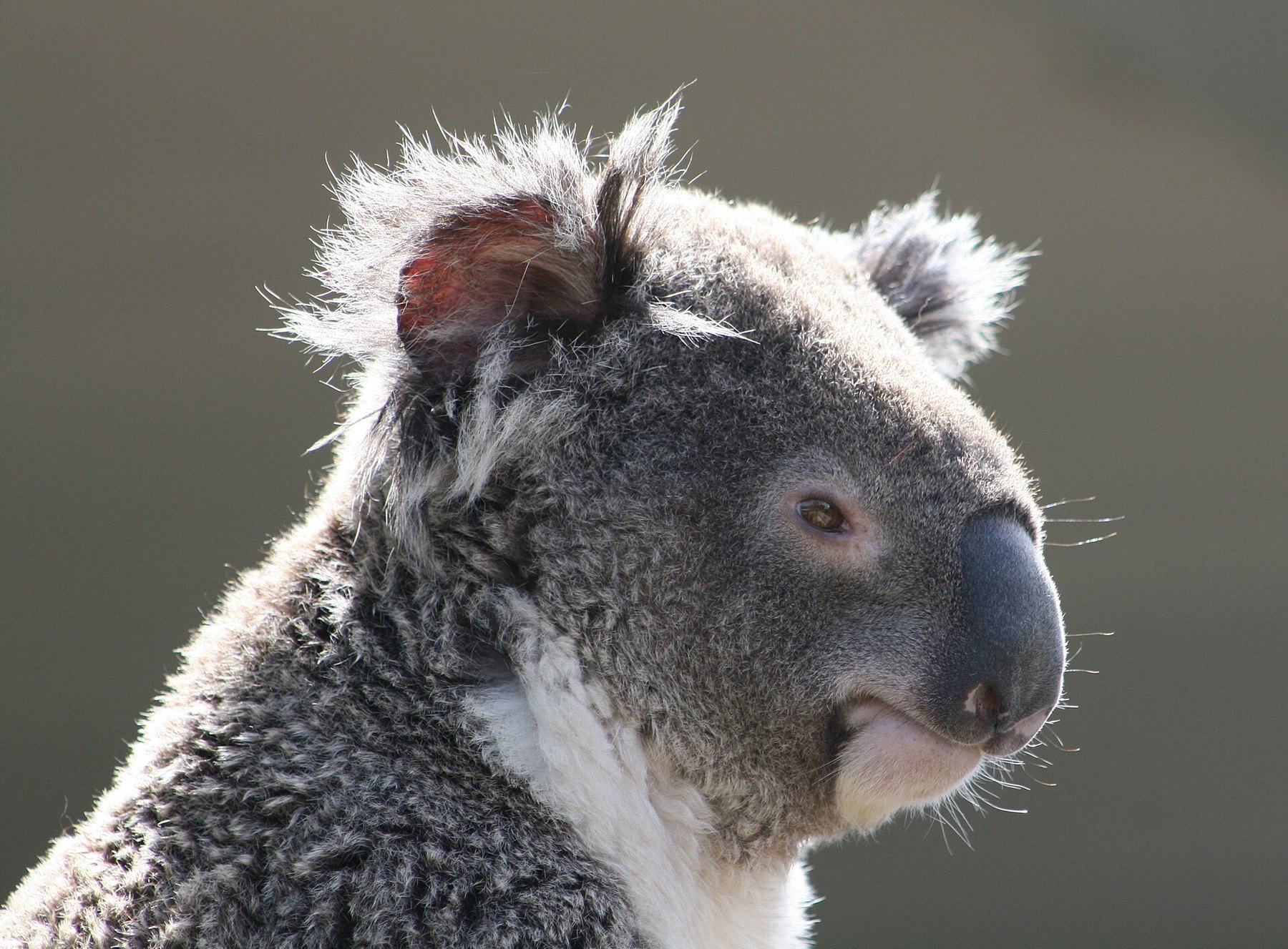 Un koala su un ramo, in primo piano (foto segnaposto)